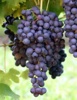 Hanginggrapes