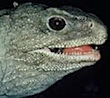 Tuatara.jpg