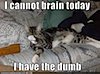 catbrain.jpg